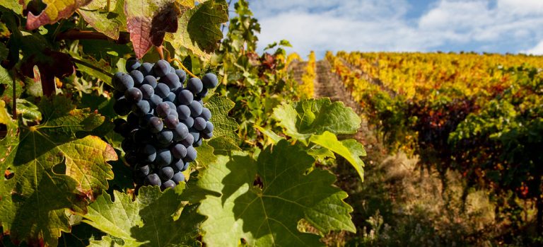 As Regiões vinícolas de Portugal cover