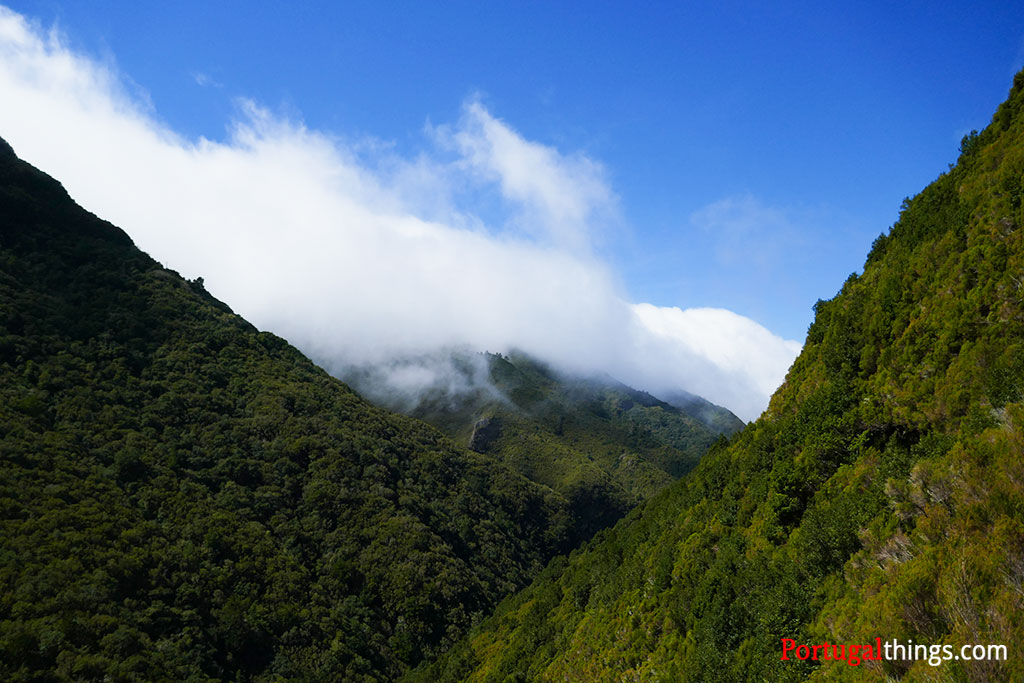 Laurel forest in Madeira