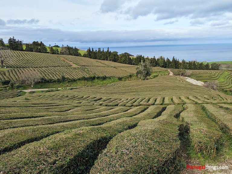 Azores Tea What to know before traveling to Sao Miguel Azores – Portugal Things