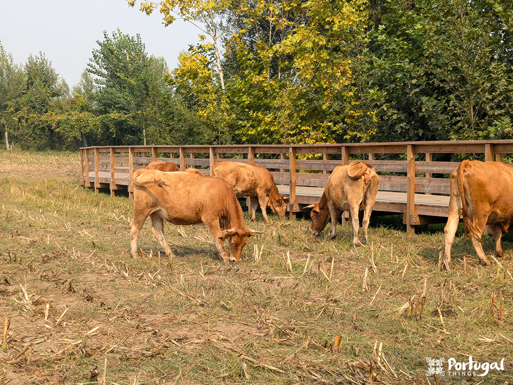 Várias vacas a pastar nos campos ao lado dos passadiços de madeira. Do outro lado dos passadiços encontra uma floresta.