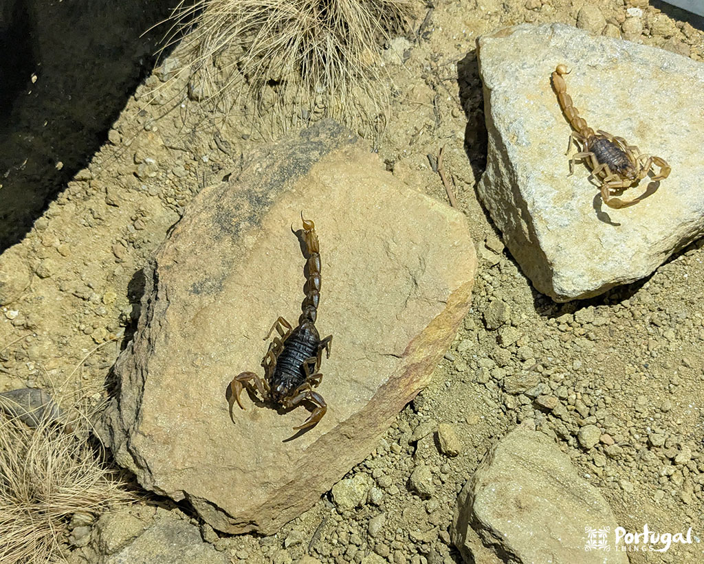 Two scorpions on rocks in a dry sandy terrain display the art of nature. With shades of dark brown and light brown, their tails curve elegantly over their bodies. The scene is natural and arid, reminiscent of what one might find in a land as intriguing as Seia.
