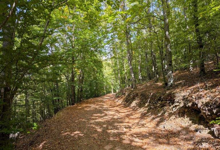 Rota das Faias Serra da Estrela cover