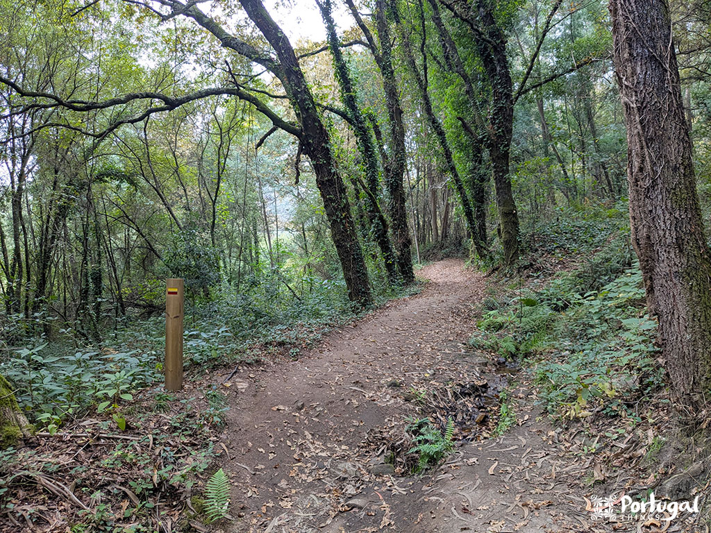 A dirt path winds through a dense, green forest along the Pindelo Walkways. Leafy trees and lush vegetation surround a wooden trail marker with yellow and red stripes on the left, while dry leaves cover the ground.