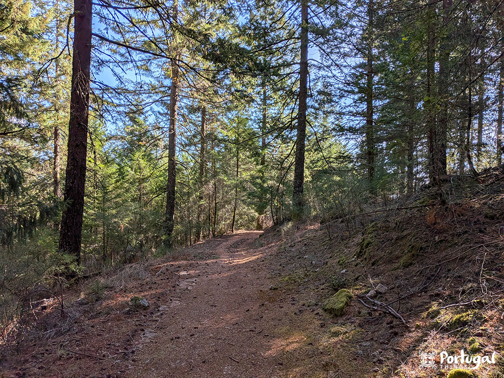 A dirt trail winds through a forest of tall pine trees with patches of sunlight in Serra da Estrela. Dry leaves and moss cover the ground beneath a light blue sky.