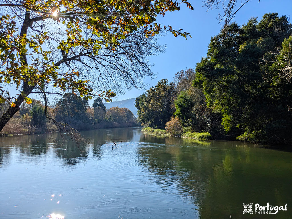 A calm river is surrounded by green trees and foliage under a clear blue sky, with sunlight shining through the leaves near the Coura Margins Trail. The scene is peaceful and serene.