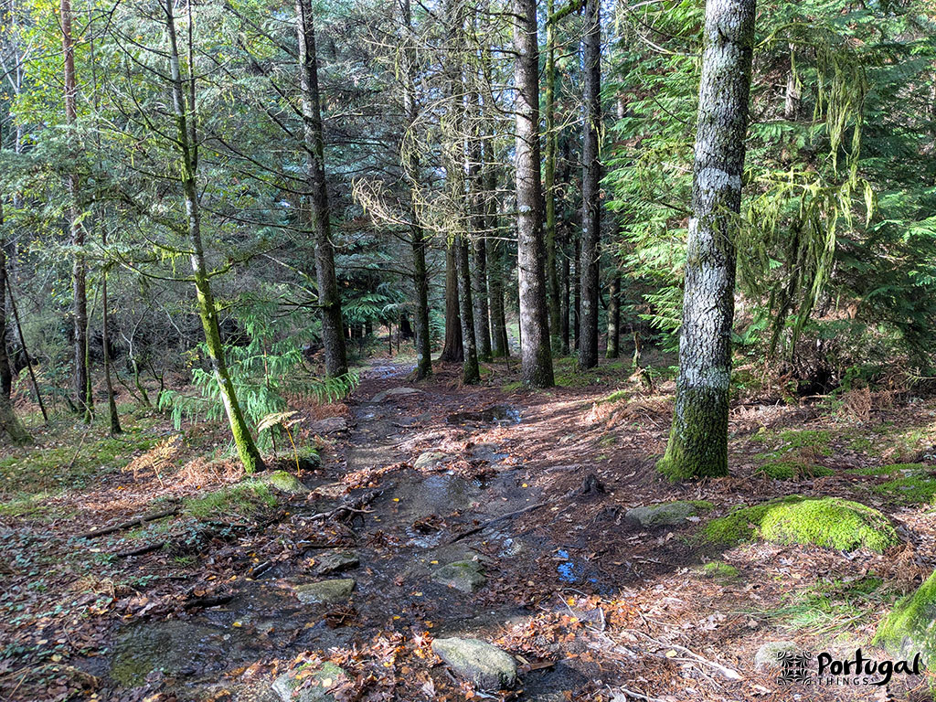 Um caminho na floresta, ecoando as trilhas da Levada de víbora, serpenteia por entre árvores altas com musgo verde e samambaias. Folhas úmidas e rochas margeiam o caminho enquanto a luz do sol passa pelos galhos. Um pequeno logotipo de turismo 