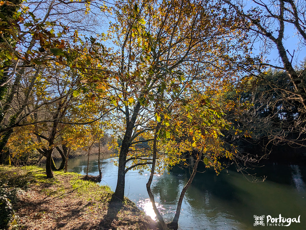 A sunlit riverbank near Caminha, lined with autumn trees in golden and orange tones. The calm water reflects the bright light and blue sky.
