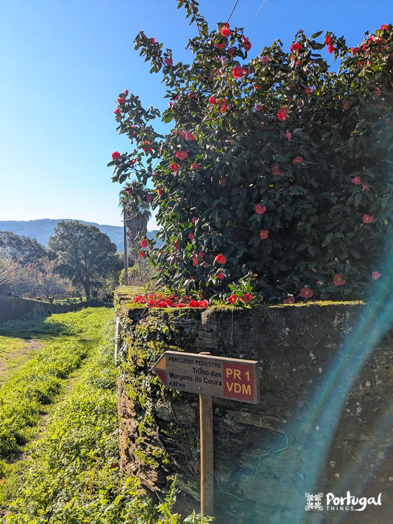 A wooden sign for the “Percurso Pedestre Trilhos das Margens do Coura PR 1 VDM” stands beside a stone wall with red flowers, surrounded by green fields and trees under a clear blue sky, inviting hikers to explore the Coura Margins Trail near Caminha.
