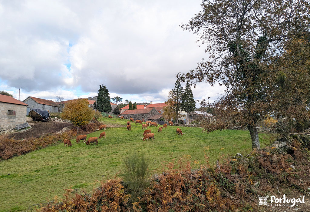 Um grupo de vacas pasta em um campo gramado ao longo da Levada de víbora, cercado por arbustos e árvores marrons, com várias casas de pedra e edifícios de telhado vermelho ao fundo, sob um céu nublado.