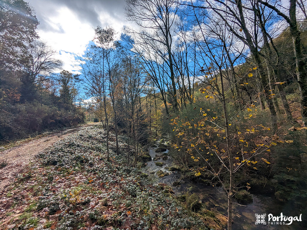 Uma cena de floresta com um caminho de terra à esquerda, um pequeno riacho à direita que lembra a Levada de víbora, árvores sem folhas e manchas de folhas de outono cobrindo o chão. O céu está parcialmente nublado. 