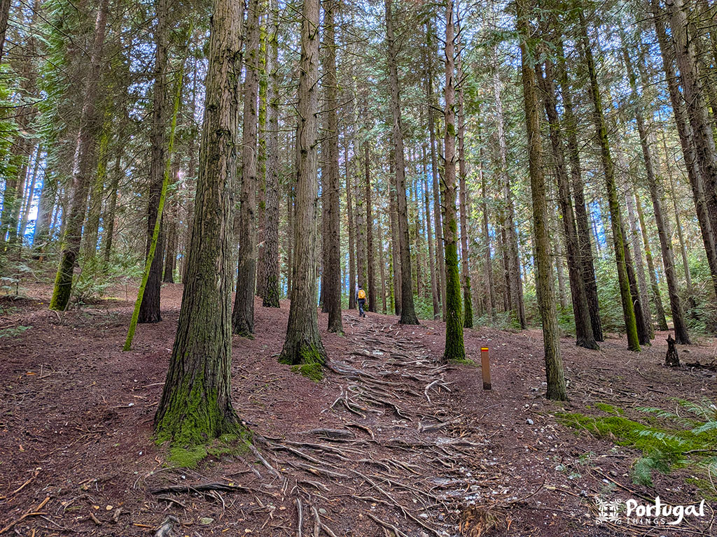 Uma floresta com árvores altas e retas e raízes expostas no chão ao longo da Levada de víbora. O chão da floresta está coberto de terra marrom e folhas espalhadas. Uma pessoa com uma jaqueta amarela está ao longe, ao lado de uma placa de sinalização.