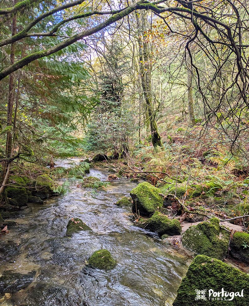 Um riacho da floresta, que lembra a Levada de víbora, flui entre rochas cobertas de musgo e árvores com densa folhagem verde e galhos pendentes. 