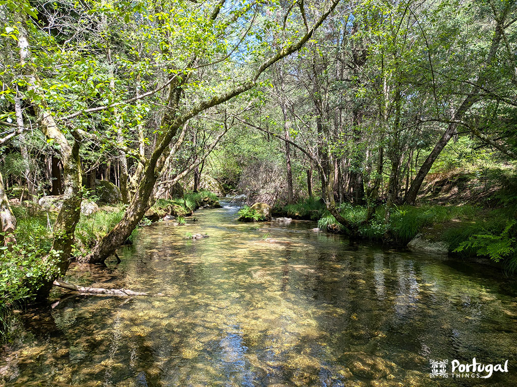 A clear, shallow stream flows through a lush green forest along the Ave Mills Trail, sunlight filtering through the trees. The calm water reflects the vegetation.