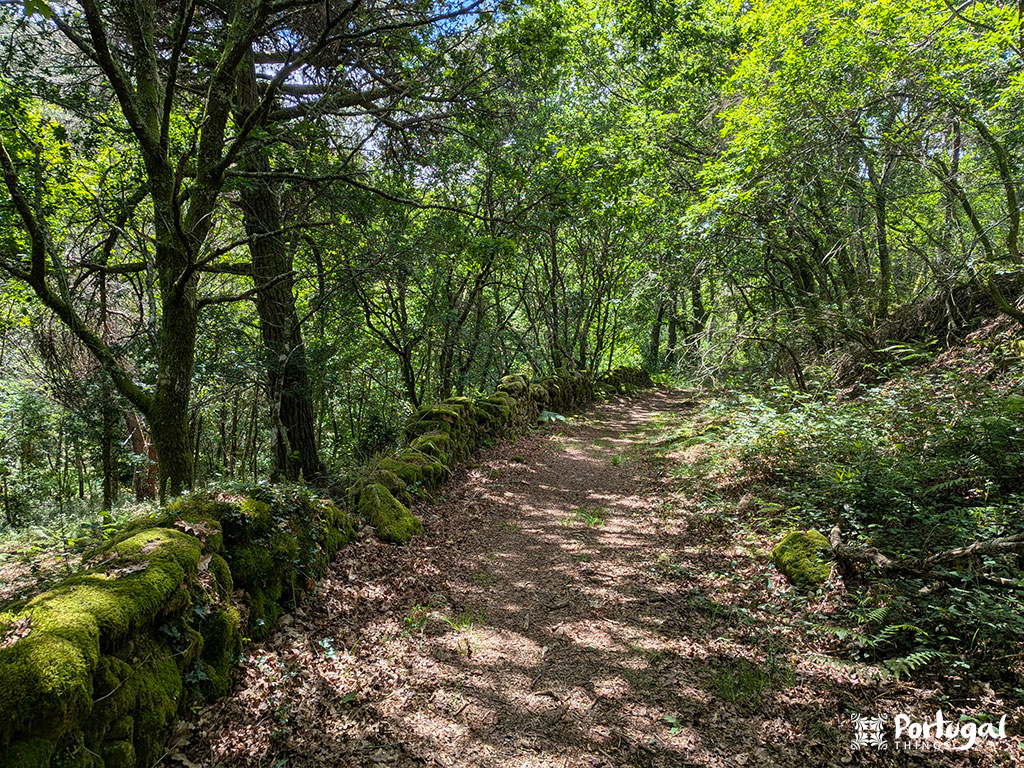 A sunlit forest path along the Ave Mills Trail, bordered by a moss-covered stone wall, winds through dense green trees in Portugal. Fallen leaves litter the ground as sunlight filters through the branches.
