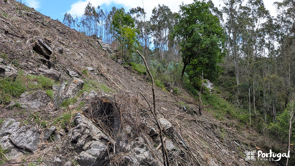 A steep slope along the Ave Mills Trail hiking path in Portugal, with fallen trees, scattered branches, and stones. Few trees remain amidst the green foliage and barren soil. The