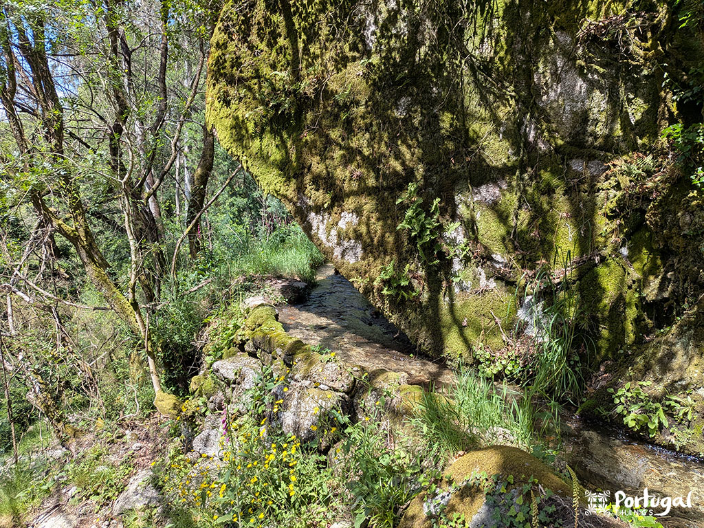 A small stream meanders through a lush green forest along the Ave Mills Trail, with rocks and trees covered in moss. Sunlight filters through the treetops, illuminating the water and vibrant vegetation.
