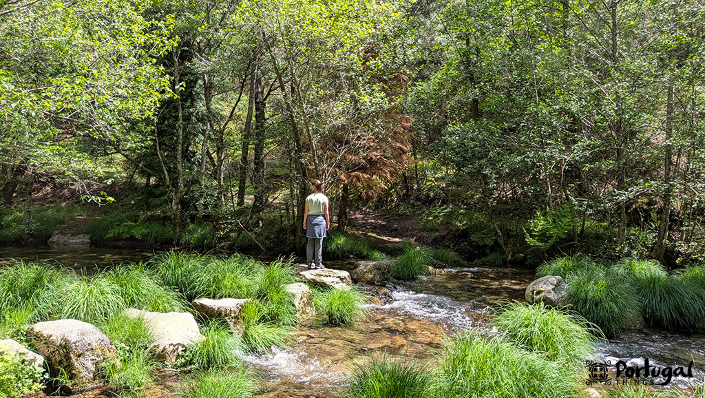 A person stands on stones in a shallow, clear stream along the Ave Mills Trail, surrounded by lush green grass and dense trees in a sunlit forest. The peaceful scene captures the natural beauty of this hiking trail in Portugal.