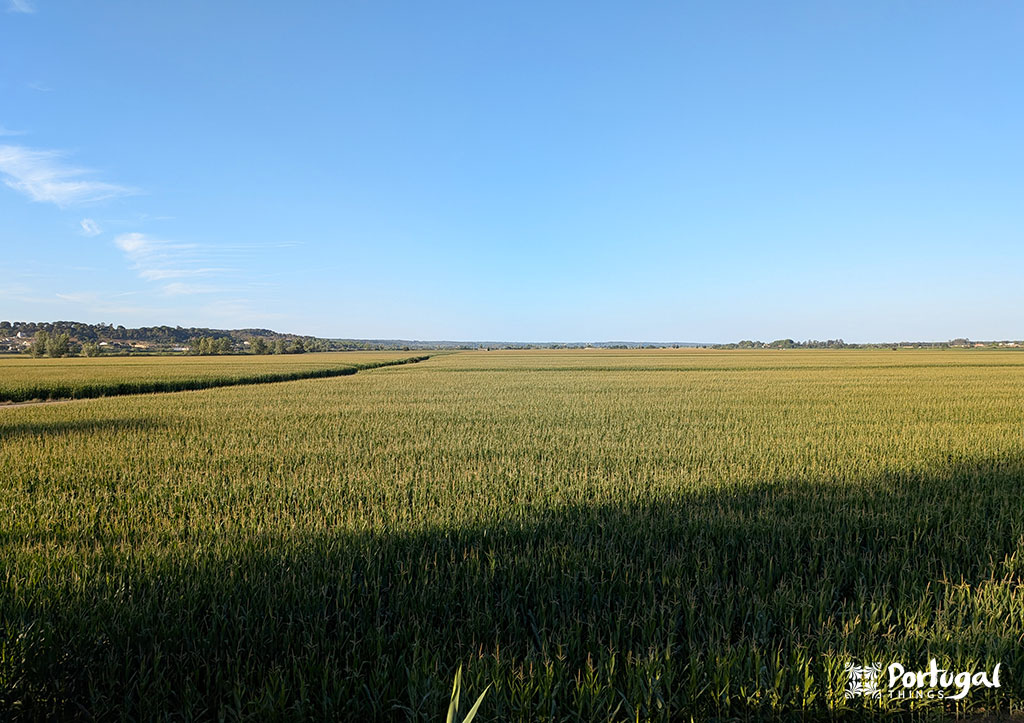 um vasto campo de arrozais com um céu azul