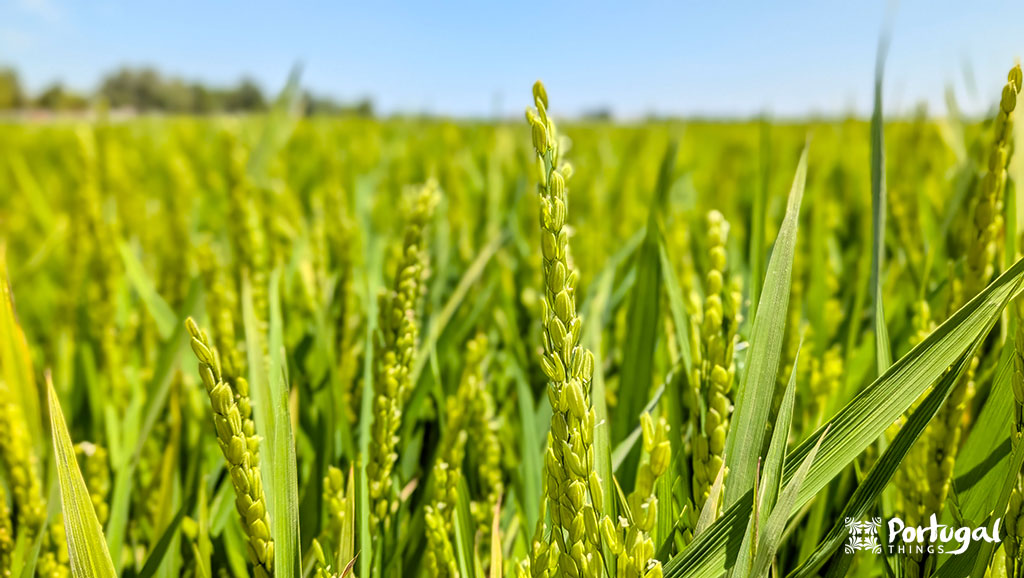 arrozais com a semente de arroz num campo nas lezírias de Portugal