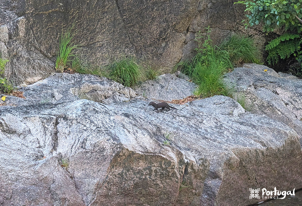 um animal selvagem possivelmente uma lontra em cima de uma rocha
