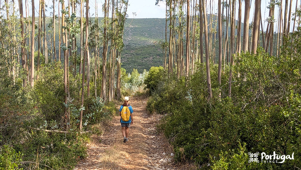 Buracas do Casmilo: Como Fazer o Trilho e Visitar as Grutas 7 uma pessoa a caminhar um trilho com floresta de eucaliptos