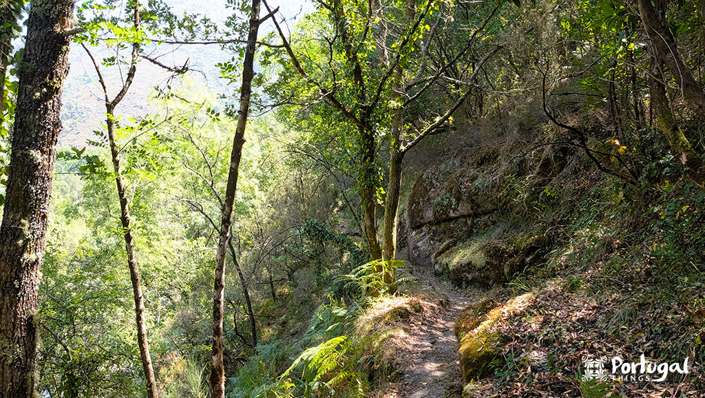 um trilho pelo meio da floresta com arvores musgo e pedras