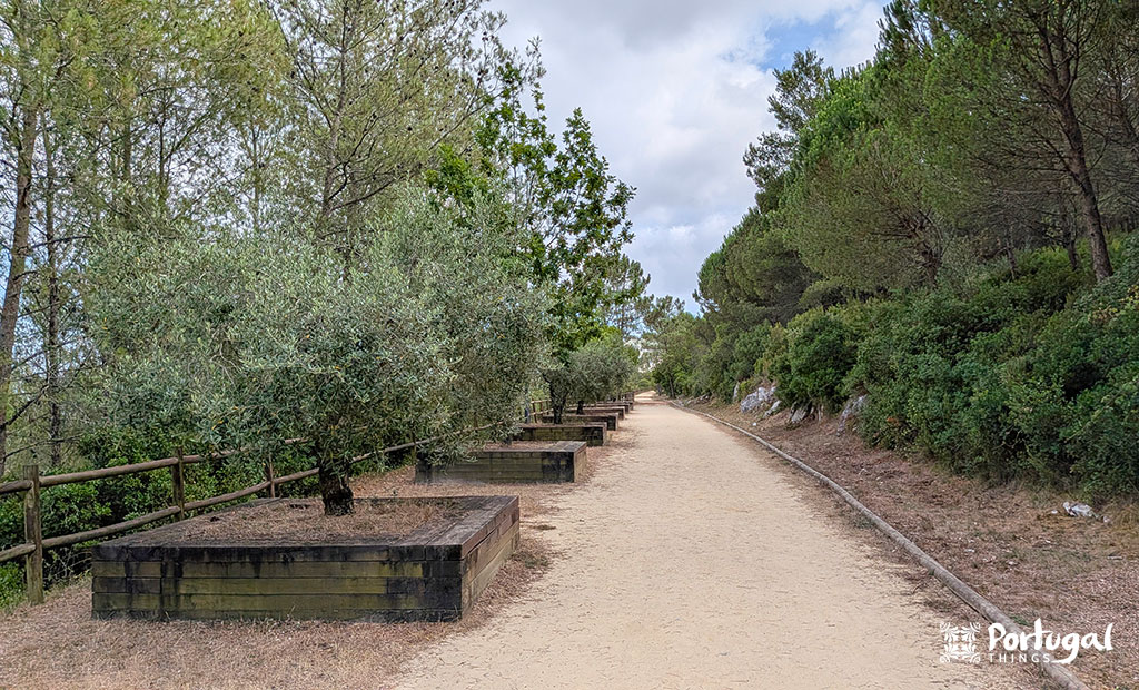 Porto de Mós Ecotrail: Trail, Tunnels, and Windmills 6 Compacted dirt trail with wooden benches and olive trees